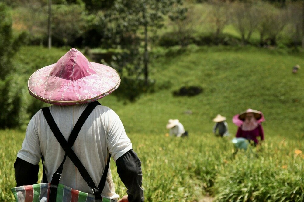 Farmers in Taiwan