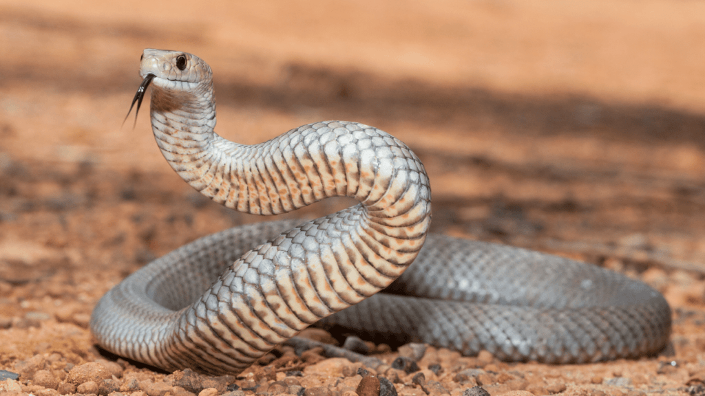 Picture of a browns snake in Australia.