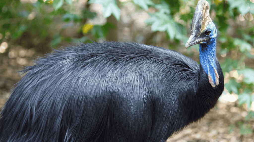 Close up of a cassowary bird.
