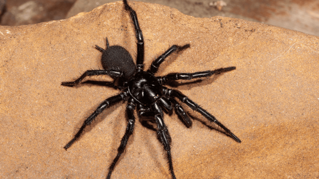 Picture of a funnel web spider.
