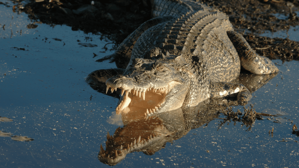 A salt water crocodile with its mouth open.